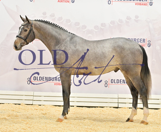 33 NLD003202000035 HM Zirocco Blue - Indorado - Stakkato_b | <meta name="description" content="★Offizieller Merchandise und Foto-/Videostore des Oldenburger Verbandes.★ ✅Jetzt auch digital Ausdrucke erhältlich." />
<meta name="keywords" content="Merchandise Foto-/Videostore Oldenburger Verband Photographie 