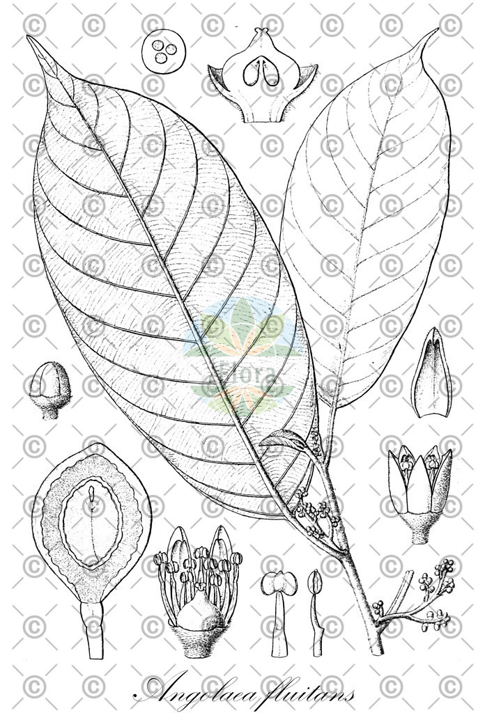 HistAbb_wfo-0000536542_114_ENZY_Simple | Historische Abbildung von Angolaea fluitans - Podostemaceae | Historical Illustration of Angolaea fluitans - Podostemaceae