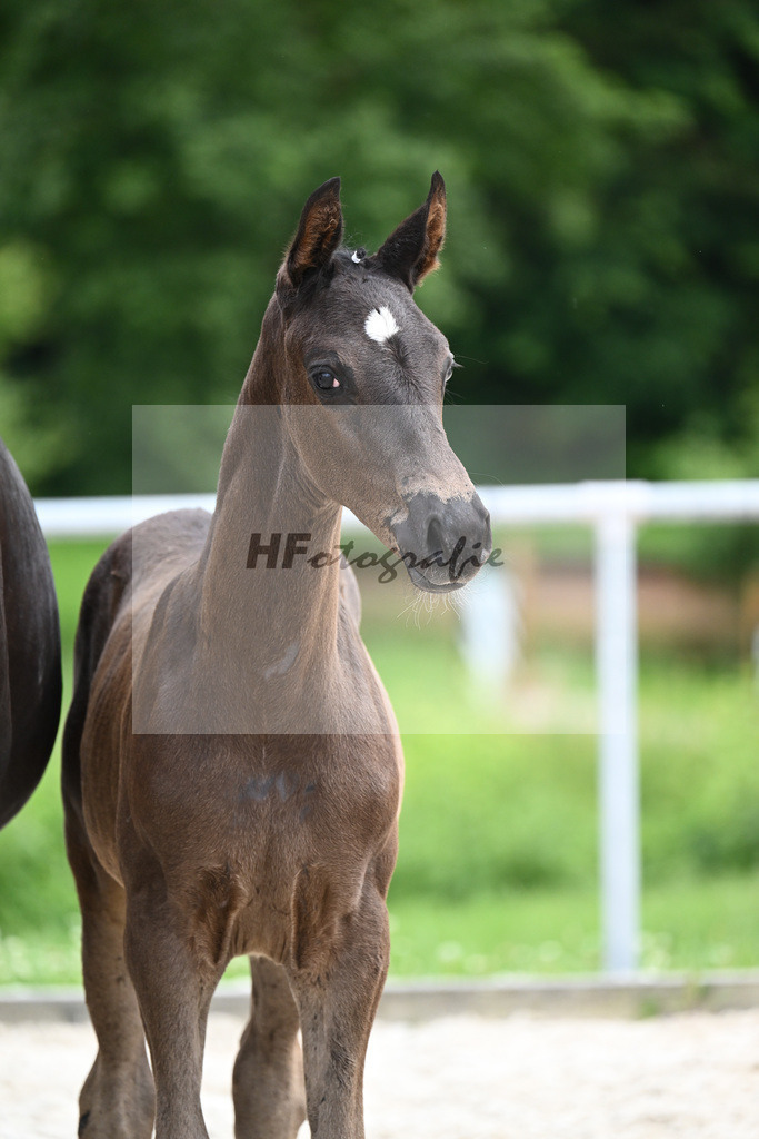 Segantini x Desperados_HF_Kloessinger_20240903 | hf-fotografie - Realisiert mit Pictrs.com