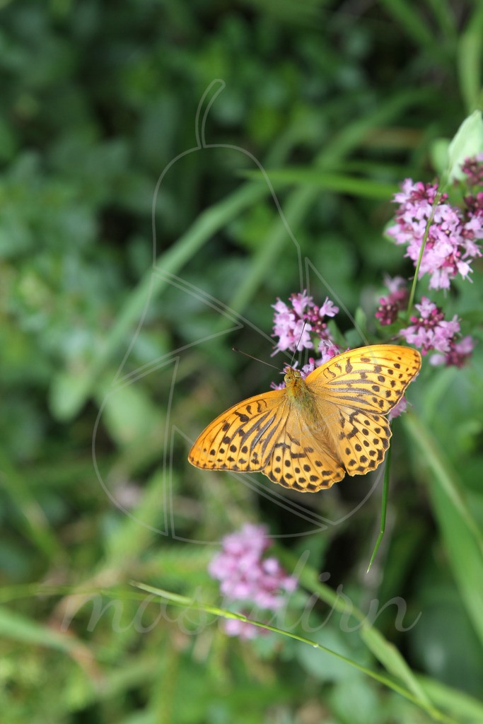 Schmetterling | Bei Veröffentlichung des Bildes ist eine Namensnennung wie folgt erforderlich: 
Foto: Mostdirn Irmgard Wieser
 - Realisiert mit Pictrs.com