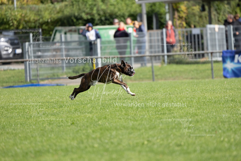 _16A6880 | Einzigartige Fotos von Hunden & Menschen –Actionfotos, Portraits, Vereinsaufnahmen & Paarshootings – authentisch, lebendig & mit Herz.