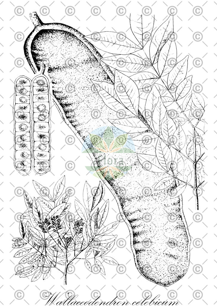 HistAbb_wfo-0000418031_1_ENZY_Simple | Historische Abbildung von Wallaceodendron celebicum - Fabaceae | Historical Illustration of Wallaceodendron celebicum - Fabaceae
