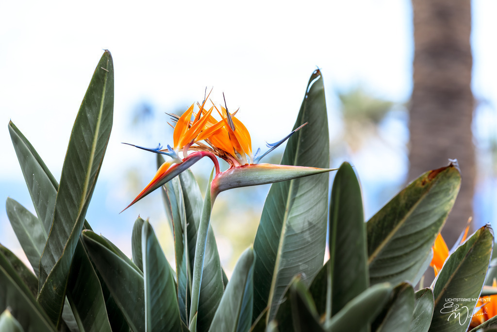 20250321-163737 LA PALMA_179-1 | Herzlich willkommen auf meiner Seite! Ich bin Elke Wallnisch, Deine Fotografin für lichtstarke Momente. Der Name steht für alles, was mich mit der Fotografie verbindet: Das Licht und seine machtvolle Wirkung auf eine Situation oder unsere Stimmung - Realisiert mit Pictrs.com