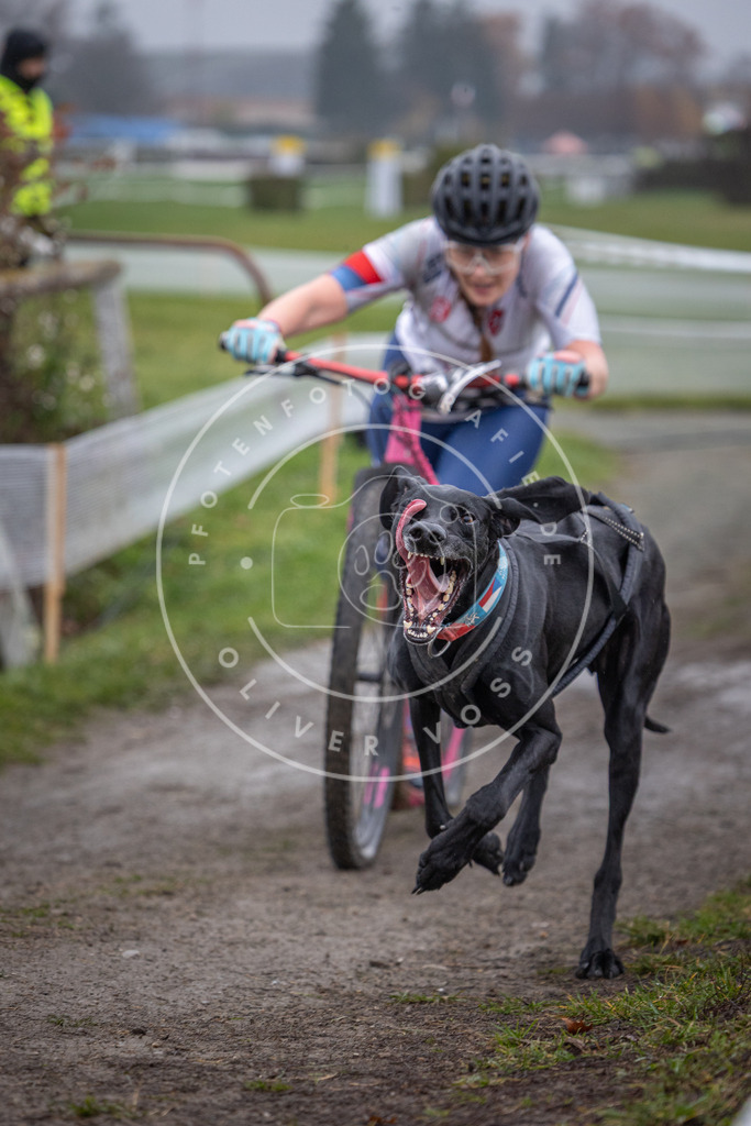 CaniXpix_0L8A0842 | Hundefotografie, Tierfotograf, Pfotenfotografie, Fotoshooting Hund, Hunde Portrait, Hundesport, Hundeportraits, Heideshooting, Hunde, Sportfotograf, Hundefotograf, Turnierhundsport, THS,  - Realisiert mit Pictrs.com