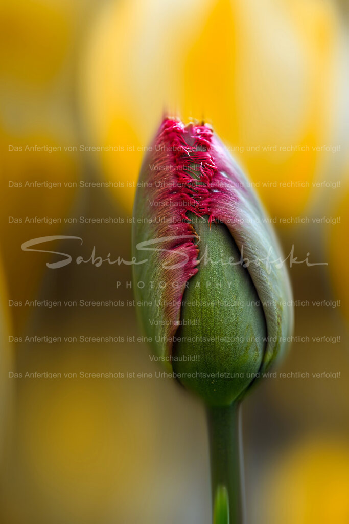 Tulpe_24-04-112024_04_11_DSCF1308 | People- und Tierfotografie, Imageaufnahmen, Veranstaltungsfotografie und Wandbilder aus der Natur ★ Made in Germany ✔️ Druck + Downloads ✔️ Naturfotografie in Top Qualität ★ schneller Versand, weltweite Lieferung! - Realisiert mit Pictrs.com