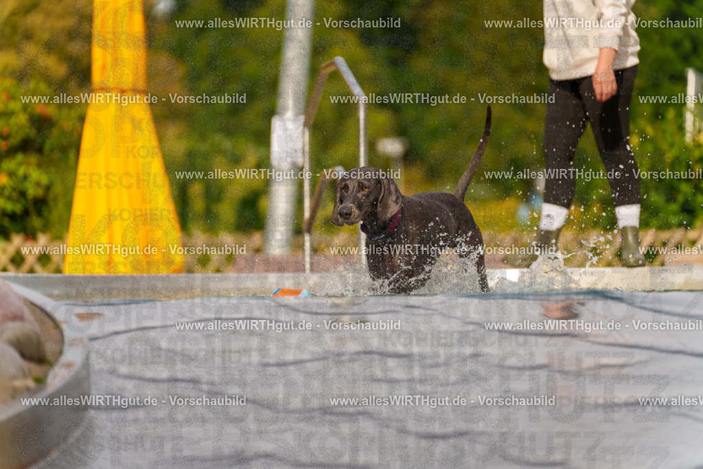 Hundeschwimmen_Grefrath_2026-allesWIRTHgut_Tierfotografie-11_11-7R503203 | Professionelle Tierfotografie in Mönchengladbach von Daniel Wirth (allesWIRTHgut). Liebevolle & natürliche Bilder von Hunden & Katzen für unvergessliche Erinnerungen.