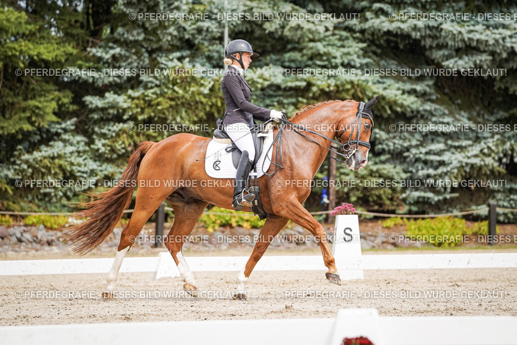 DSC05244 | Pferdegrafie