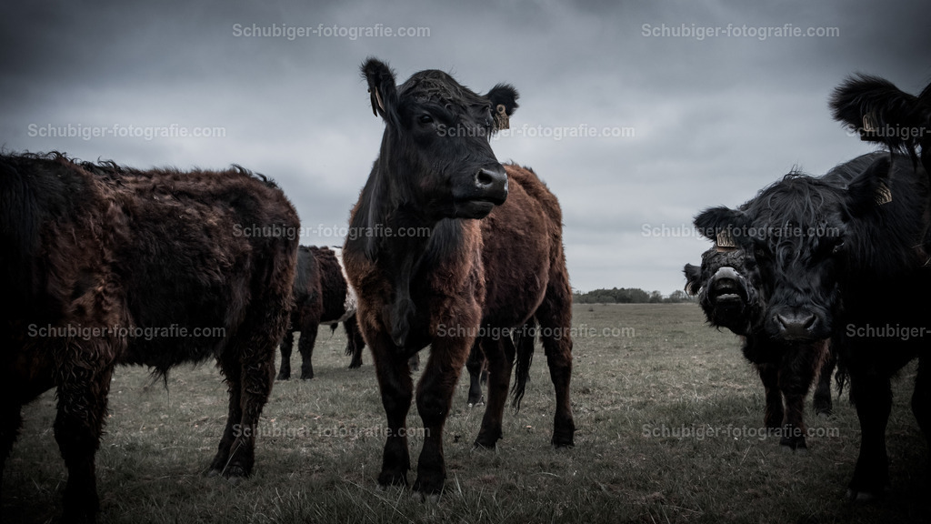 Rinderkühe | Rinderkühe - Realisiert mit Pictrs.com