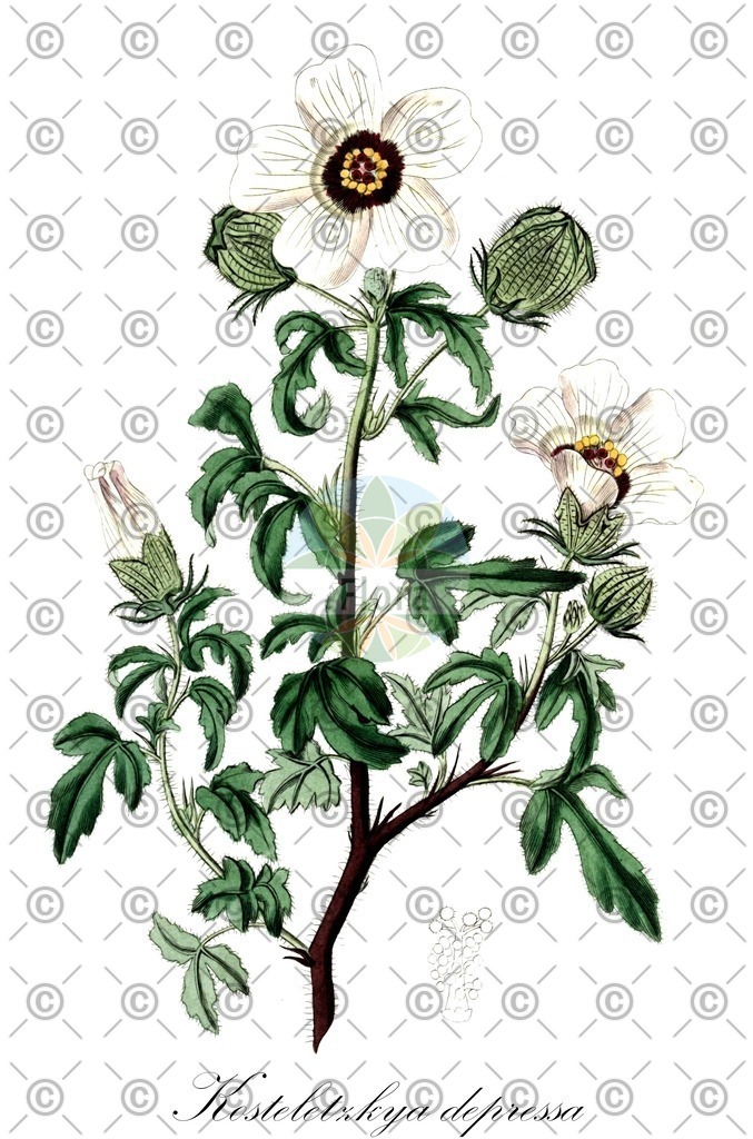 HistAbb_wfo-0000175295_1_ENZY_Simple | Historische Abbildung von Kosteletzkya depressa - Malvaceae | Historical Illustration of Kosteletzkya depressa - Malvaceae (stinging mallow)