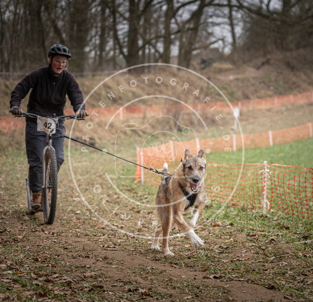 Pfotenfotografie_DV3A6661 | Hundefotografie, Tierfotograf, Pfotenfotografie, Fotoshooting Hund, Hunde Portrait, Hundesport, Hundeportraits, Heideshooting, Hunde, Sportfotograf, Hundefotograf, Turnierhundsport, THS,  - Realisiert mit Pictrs.com