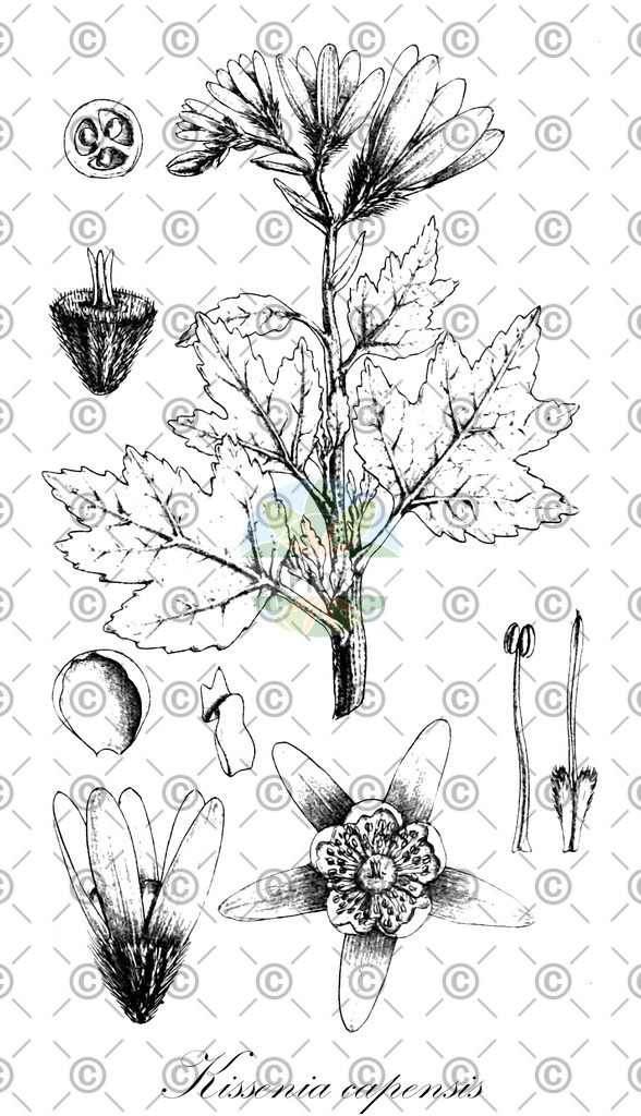 HistAbb_wfo-0000356210_1_ENZY_Simple | Historische Abbildung von Kissenia capensis - Loasaceae | Historical Illustration of Kissenia capensis - Loasaceae