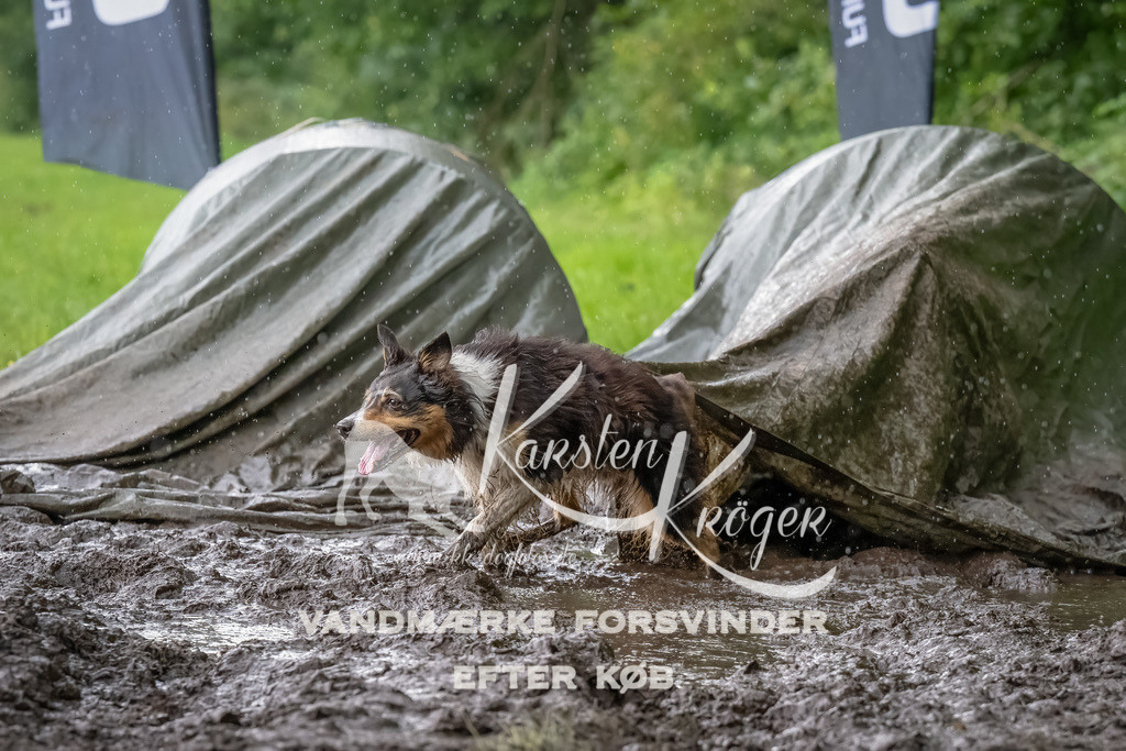 0926_ZZ91012-Bearbeitet | kk-dogfotos