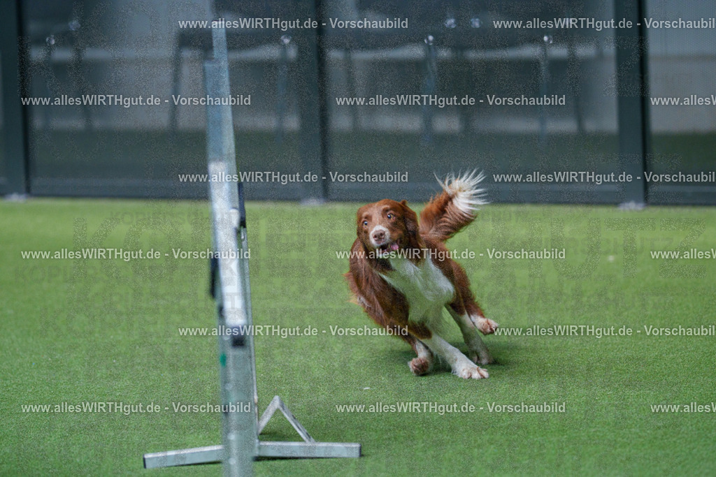 @allesWIRTHgut_Tierfotografie - www.allesWIRTHgut.de - 2604261527-7R505628 | Professionelle Tierfotografie in Mönchengladbach von Daniel Wirth (allesWIRTHgut). Liebevolle & natürliche Bilder von Hunden & Katzen für unvergessliche Erinnerungen.