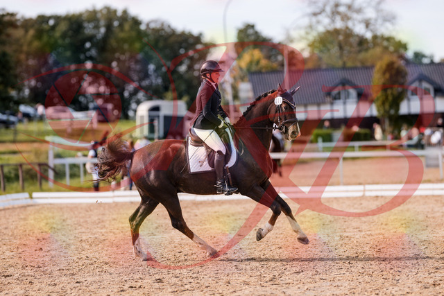 2026_10_03_Siefer-Hof_132536_Z81_76999840 | Professionelle Reitsport-, Turnier- und Eventfotografie von Robert Broda. Galerien mit ausgewählten und bearbeiteten Bildern direkt online ansehen und bestellen.