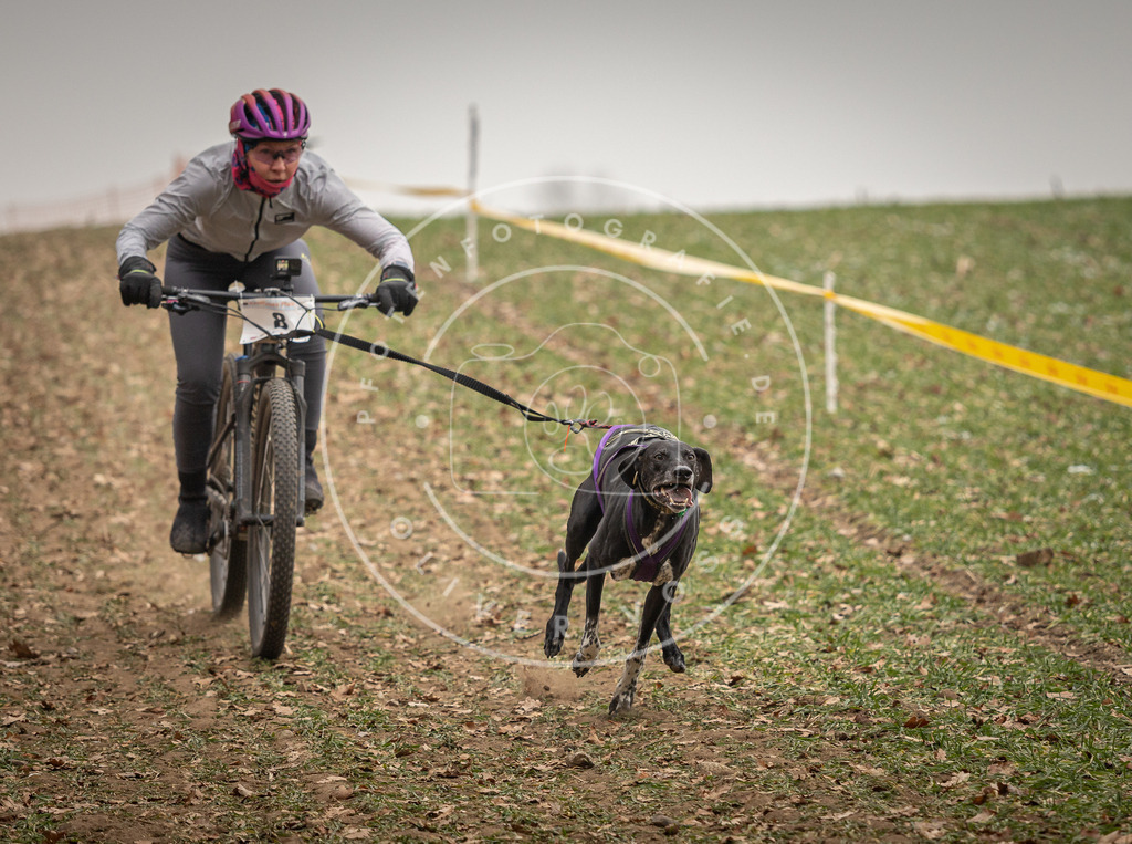 Pfotenfotografie_DV3A3512 | Hundefotografie, Tierfotograf, Pfotenfotografie, Fotoshooting Hund, Hunde Portrait, Hundesport, Hundeportraits, Heideshooting, Hunde, Sportfotograf, Hundefotograf, Turnierhundsport, THS,  - Realisiert mit Pictrs.com