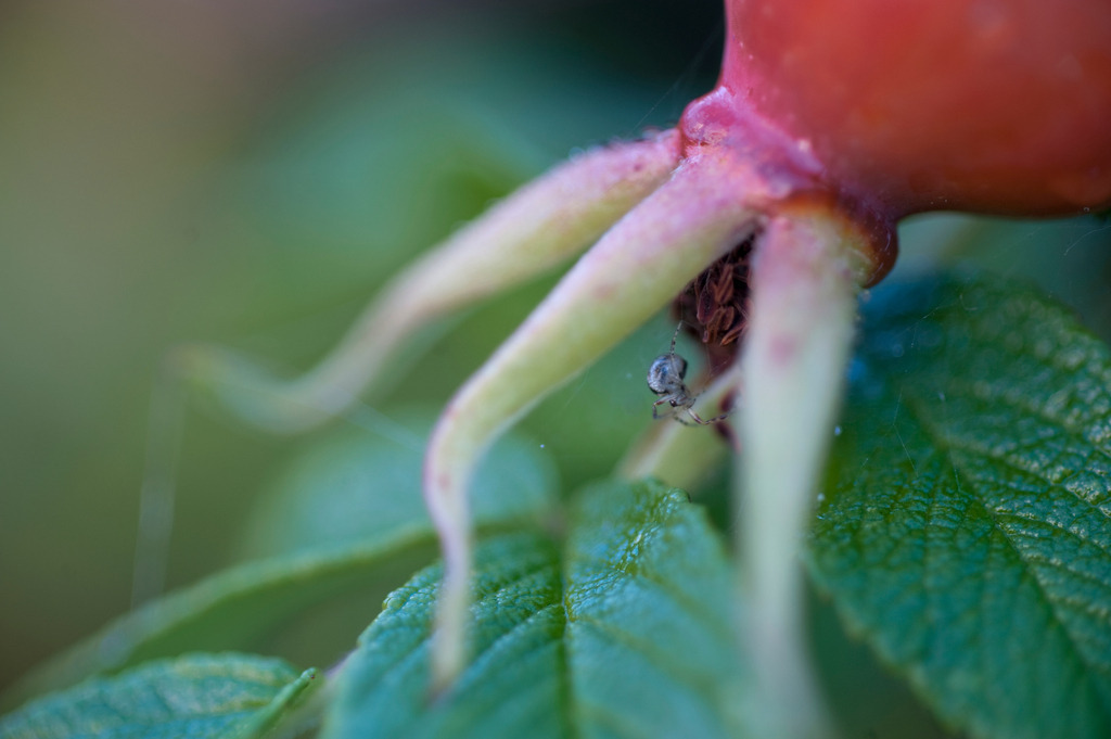 Strandrose | Europa, Deutschland, Schleswig-Holstein, Wittduen, Strandrose - Realisiert mit Pictrs.com