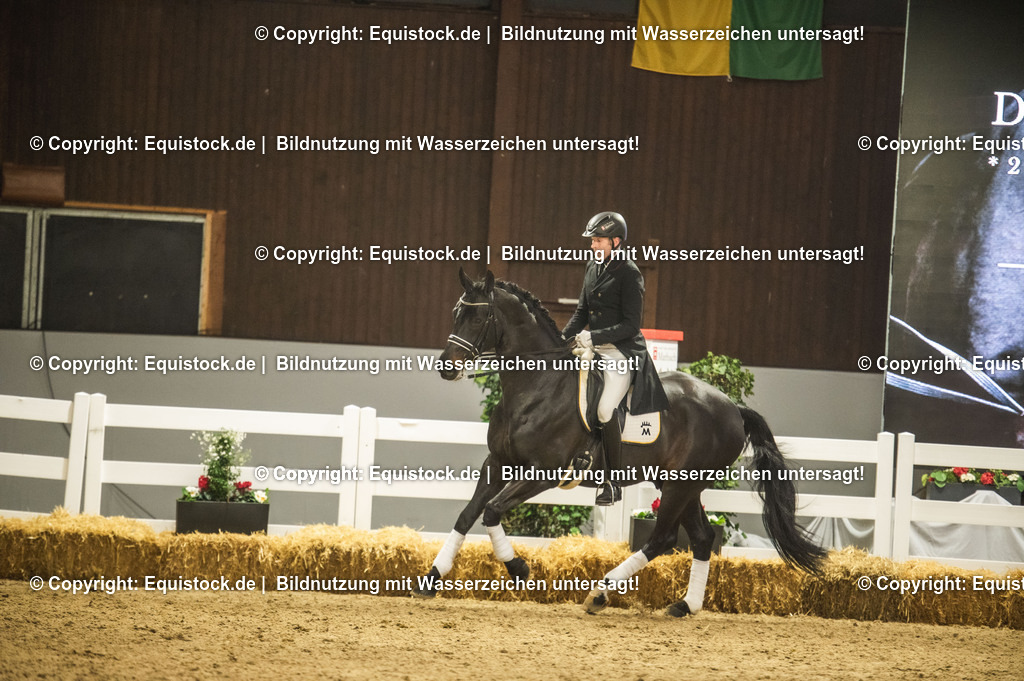 20240302_Hengstvorstellung_Marbach_TOMsPiC_1449-2 | equistock