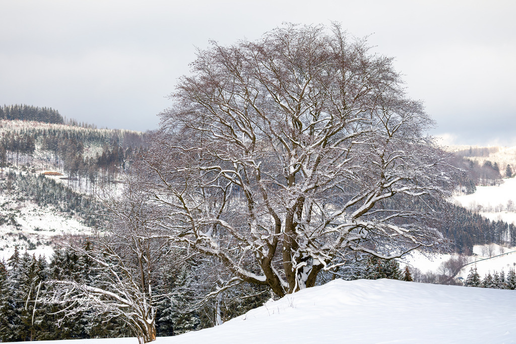 Alte Buche im Winter | Alte Buche im Winter - Realisiert mit Pictrs.com
