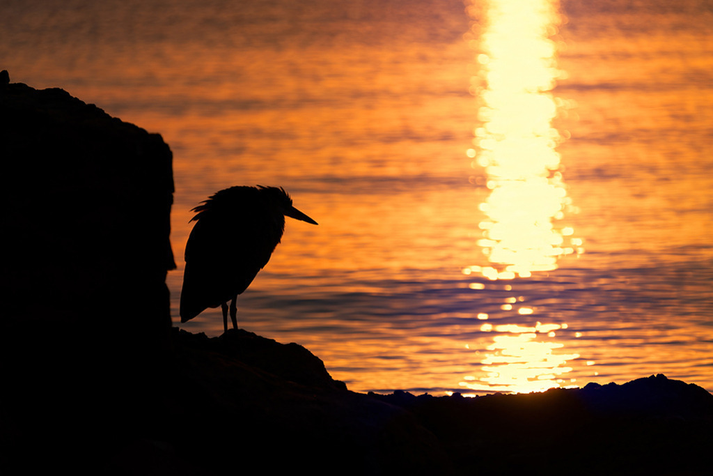 Reiher im Morgenlicht | Ägypten | Premium-Wandbild von justsomewhere.com: Die markante Silhouette eines Reihers steht auf einem dunklen Felsen vor dem golden glitzernden Meer während des Sonnenaufgangs in Ägypten. - Realisiert mit Pictrs.com