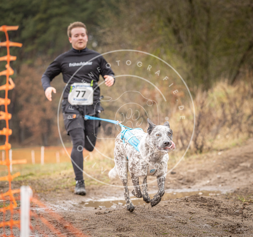 DV3A0284 | Hundefotografie, Tierfotograf, Pfotenfotografie, Fotoshooting Hund, Hunde Portrait, Hundesport, Hundeportraits, Heideshooting, Hunde, Sportfotograf, Hundefotograf, Turnierhundsport, THS,  - Realisiert mit Pictrs.com