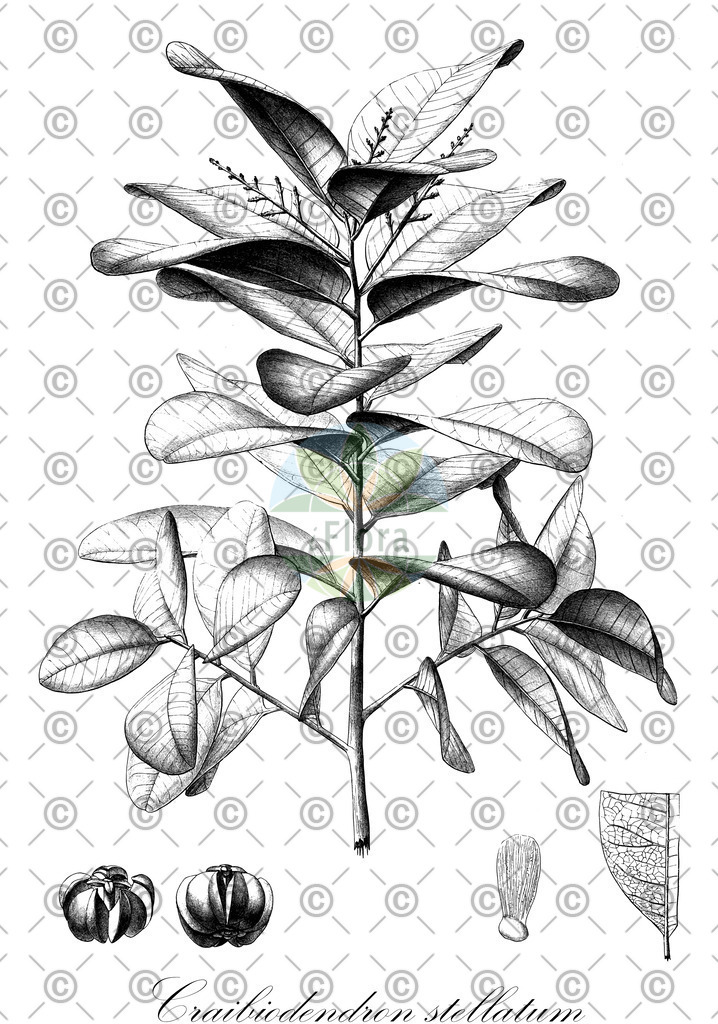 HistAbb_EMP_14463_SRC_Schlechtendal_FLORAD_SIMPLE | Historische Abbildung von Craibiodendron stellatum - Ericaceae | Historical Illustration of Craibiodendron stellatum - Ericaceae
