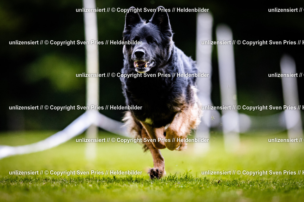 Sven Pries | 2025-10-03 - Hunderennen Obergrombach - Realisiert mit Pictrs.com