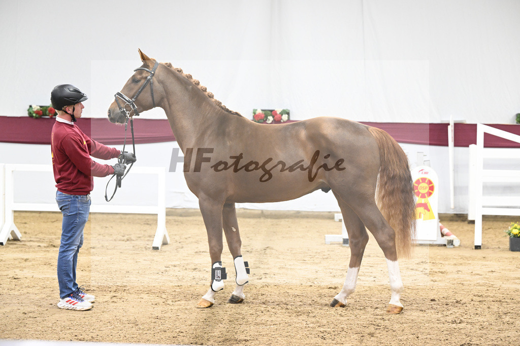 Kat-Nr. 74 Cicero Z x Quadrigus M_Reit- und Turnierpferde GmbH IB Berger_47252958 | hf-fotografie - Realisiert mit Pictrs.com