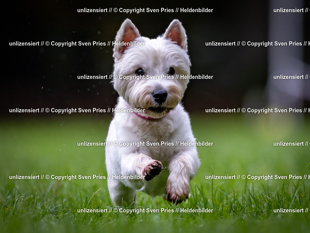 Sven Pries | 2024-10-19 - Hunderennen Ober-Grombach - Realisiert mit Pictrs.com