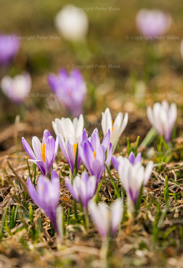 Zettersfeld_Frühling-200 | piet_flosse