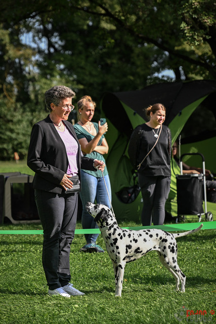 Dalamtinerausstellung RGA Mainz 2023 | Dalamtinerausstellung RGA Mainz 2023. 30.09.2023 Foto: Leo Wyden