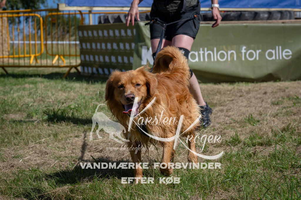 1153_ZZ92881 | kk-dogfotos