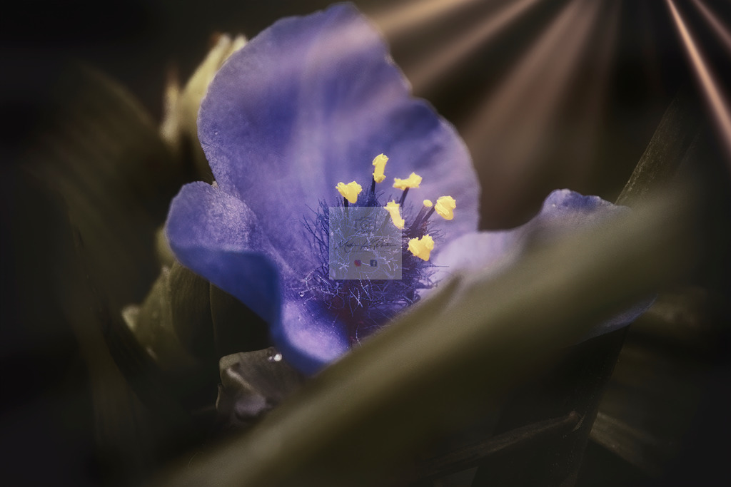 Makro - floral (42) | Buche Fotoshootings und entdecke hochwertige Fotoprodukte bei Mathias Ku Photos. Personalisiert, kreativ & mit Liebe zum Detail. Jetzt informieren! - Realisiert mit Pictrs.com