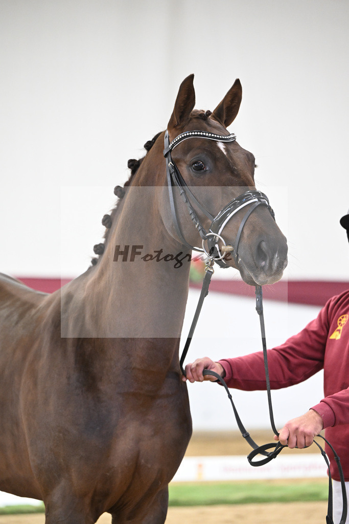 Kat-Nr. 32 Va Bene x Delatio_Simonne Spaeth_47251079 | hf-fotografie - Realisiert mit Pictrs.com