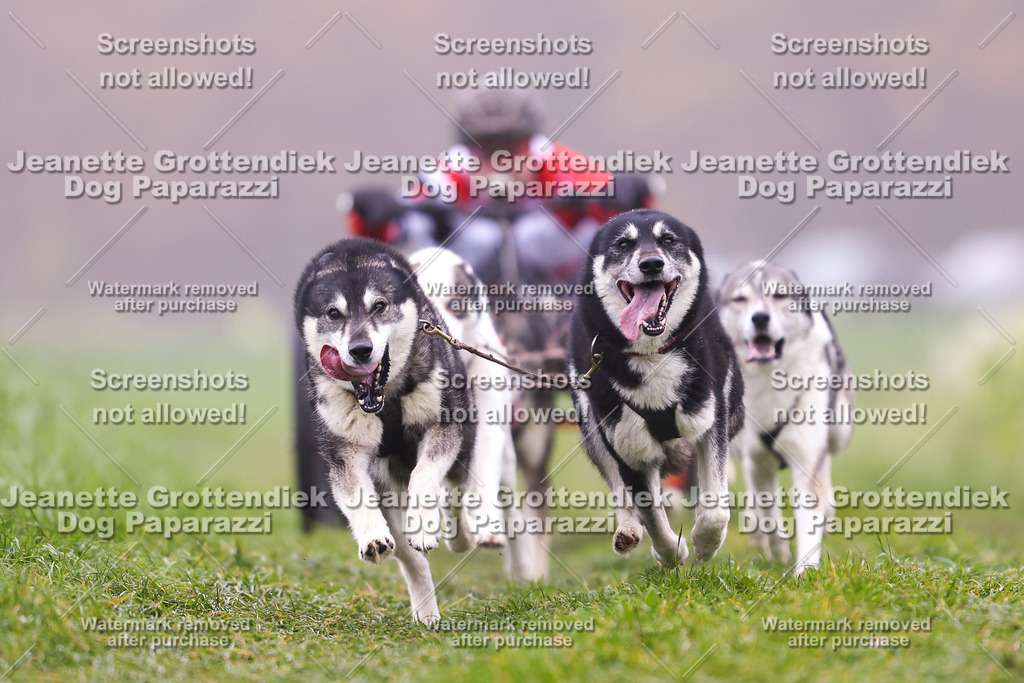 Dog Paparazzi - Visbeck 25 -33 | Dog Paparazzi Jeanette Grottendiek Fotografie & Videografie - Realisiert mit Pictrs.com