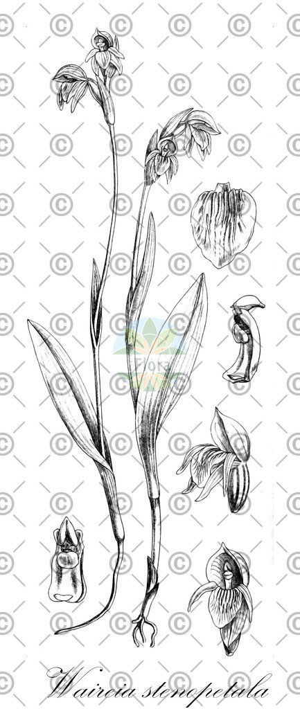 HistAbb_wfo-0000193151_1_ENZY_Simple | Historische Abbildung von Waireia stenopetala - Orchidaceae | Historical Illustration of Waireia stenopetala - Orchidaceae