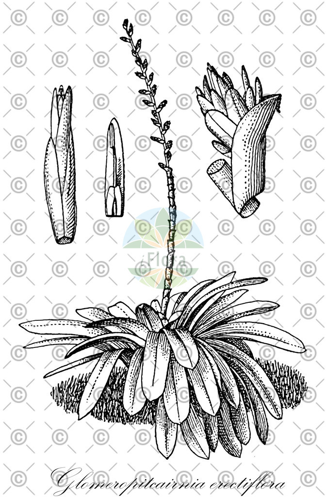 HistAbb_wfo-0000704006_1_ENZY_Simple | Historische Abbildung von Glomeropitcairnia erectiflora - Bromeliaceae | Historical Illustration of Glomeropitcairnia erectiflora - Bromeliaceae