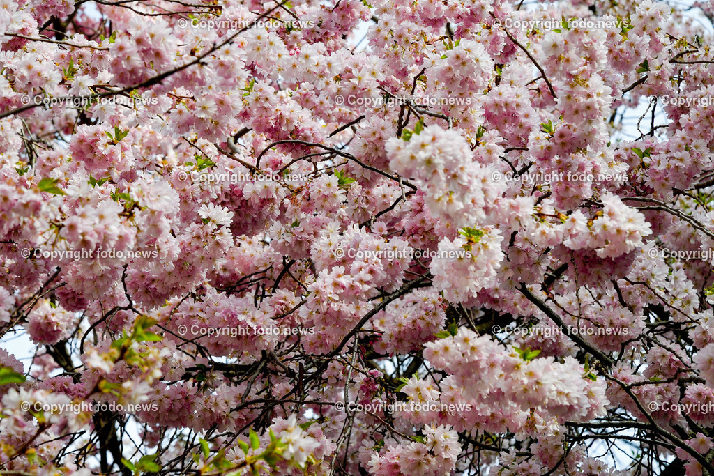 Frühling_ Blumen_ Bäume_ 06.04.2026-3 | 06.04.2026, Linz, AUT, Themenbild, im Bild Fruehling, Baeume, Kirschblüten, Zierkirsche, Blüten, Blueten, Baum, Bäume, Baeume,  Ziergehoelz, rosa, weiss, rosa Blüten, weiß-rosa Blüten, Frühlingsblumen, Frühling, Blütenknospen, Blühender Baum, Zierbaum, Gartenpflanze, Naturfotografie, Pflanzenfotografie, Nahaufnahme, Zweige, Knospen, Blütenpracht, botanisch, Frühjahrsblüte, Symbolbild, Feature