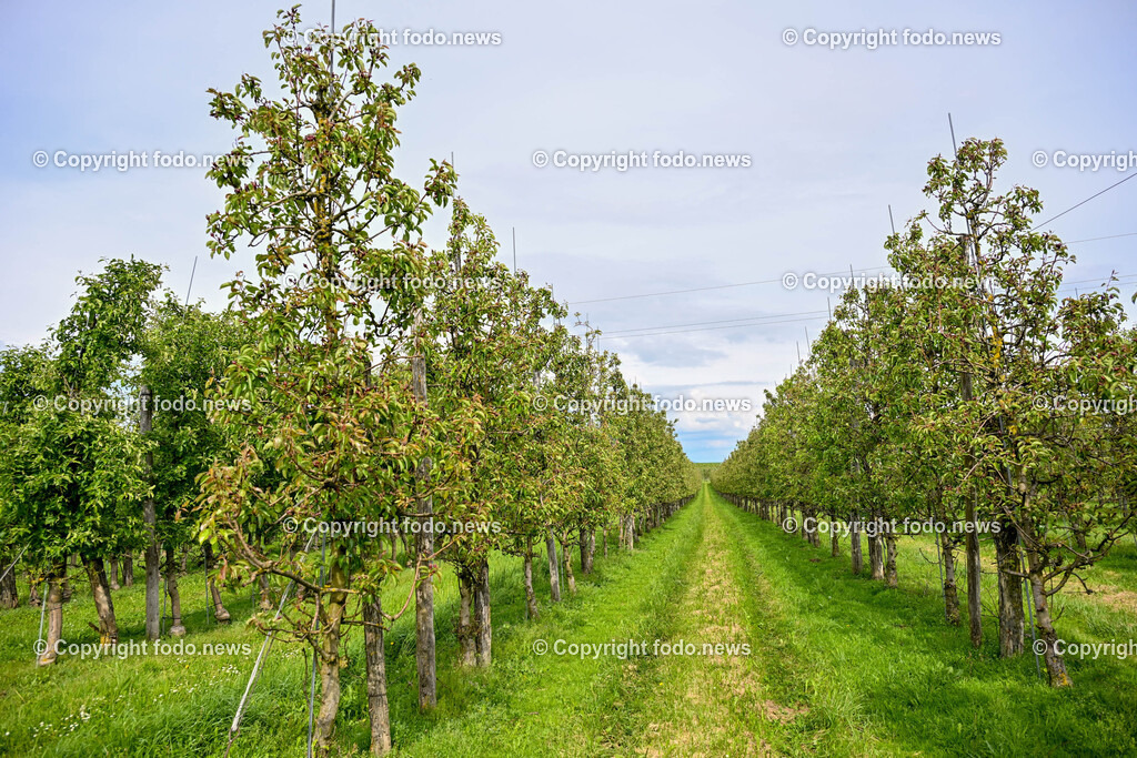 Thening_ Obstbauer Hirschvogel_ 07.05.2024-13 | 07.05.2024, Thening, AUT, Obstbauer Hirschvogel, im Bild Obstbaeume, Obstgarten, Birnen, Aepfel