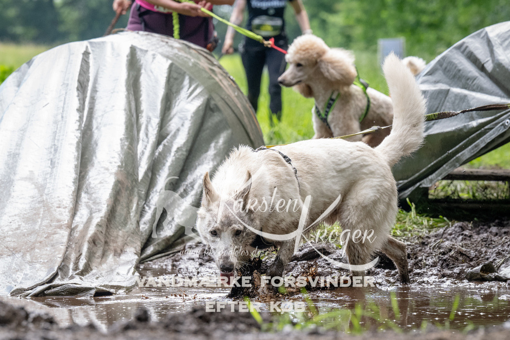 1106_ZZ91412 | kk-dogfotos