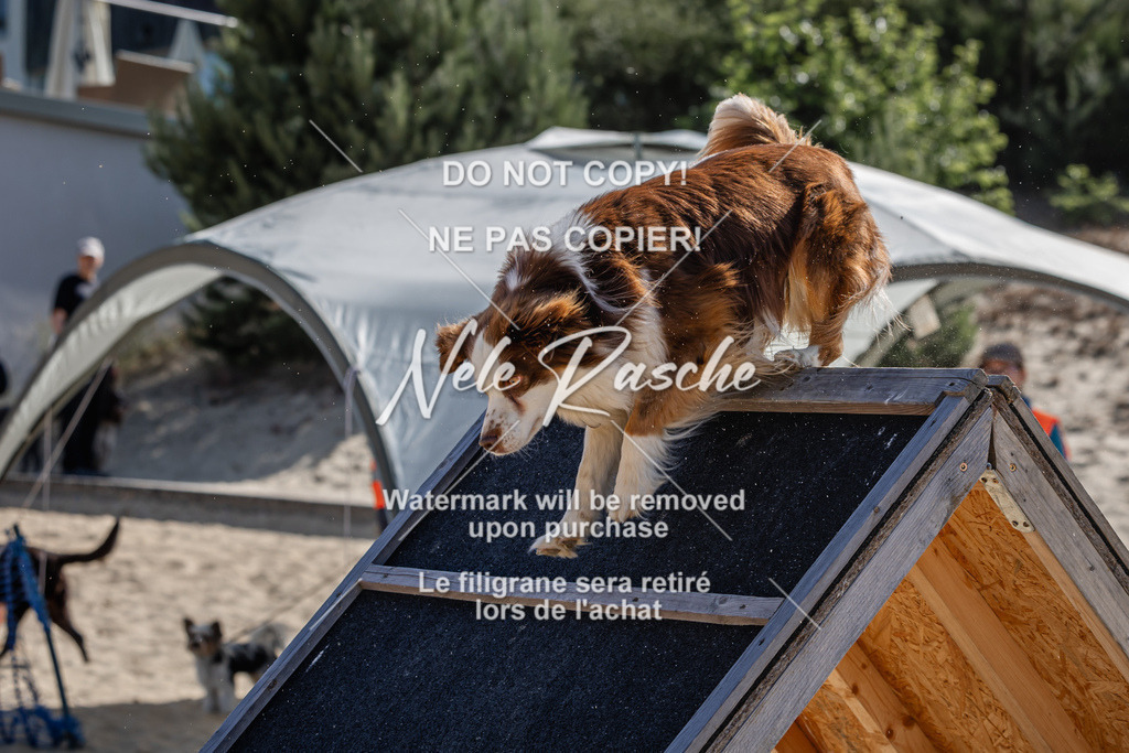 nelerasche_saBeachility_303 | nelerasche
