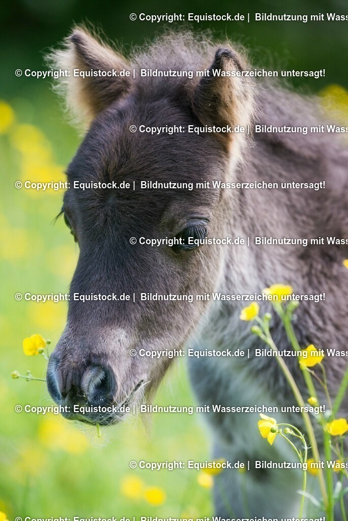 20150507_Fohlen_0013 | equistock