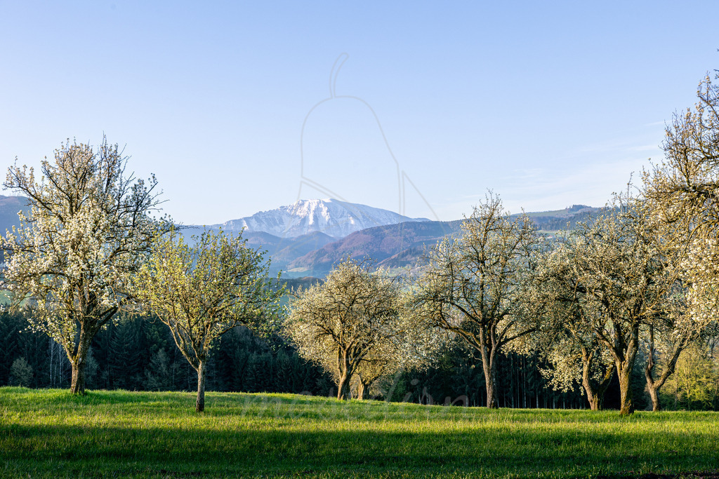Der Ötscher blickt zu den Birnbäumen | Die zwei berühmtesten Wahrzeichen des Mostviertels auf einem Bild. - Realisiert mit Pictrs.com