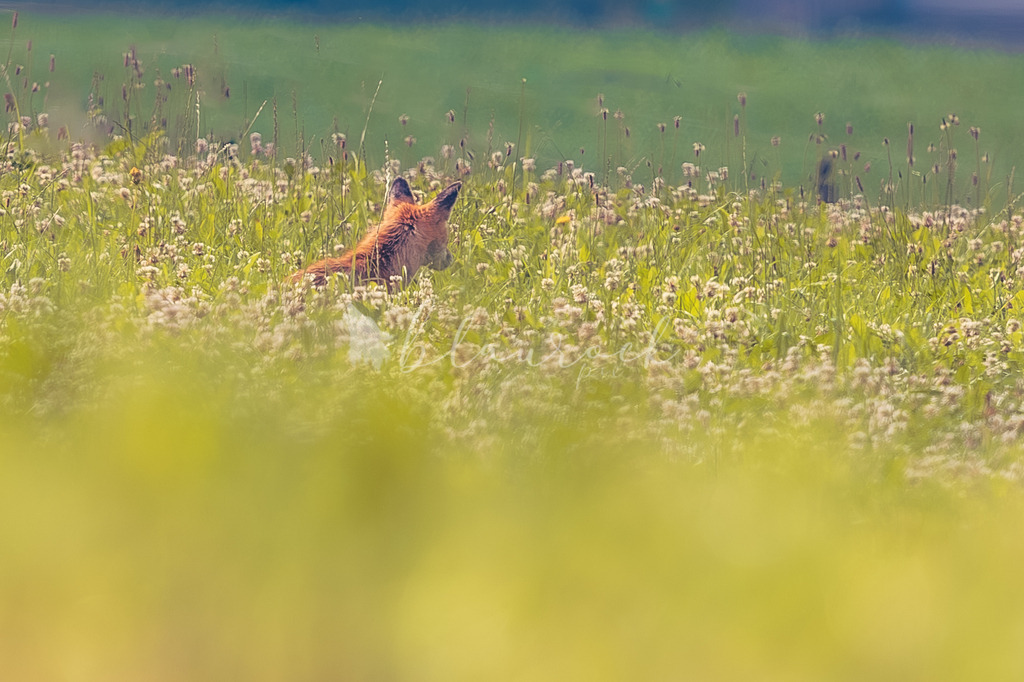 Mäusi-13 | Sportbilder, Sportfotograf, Hochzeits- und Eventfotografin, Flugshows, Portraits und Tiershooting, Aviation, Downhill, Nationalleague, Swissleague, International