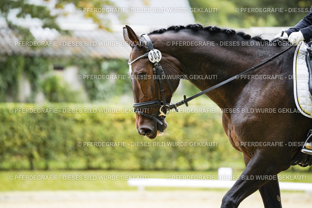 DSC00917 | Pferdegrafie