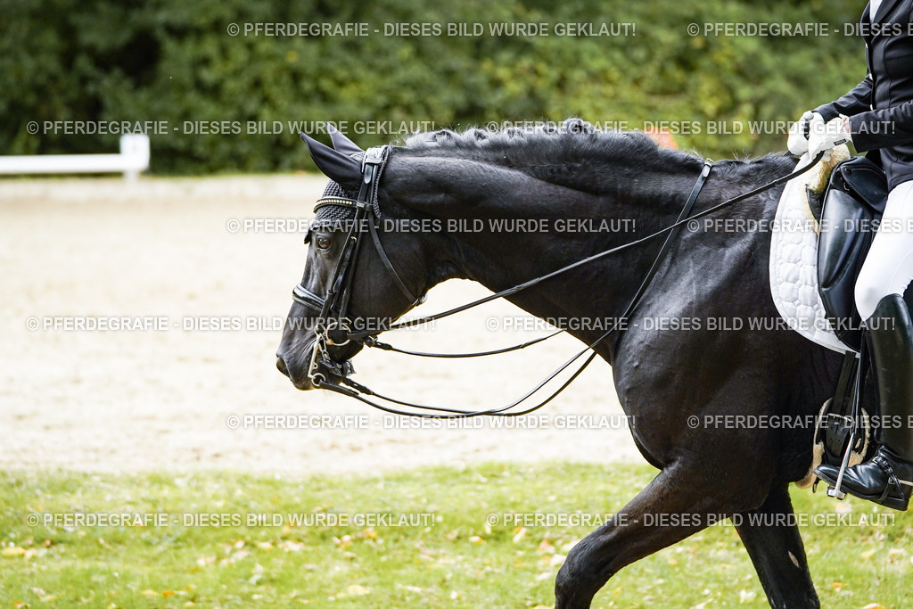 DSC02238 | Pferdegrafie