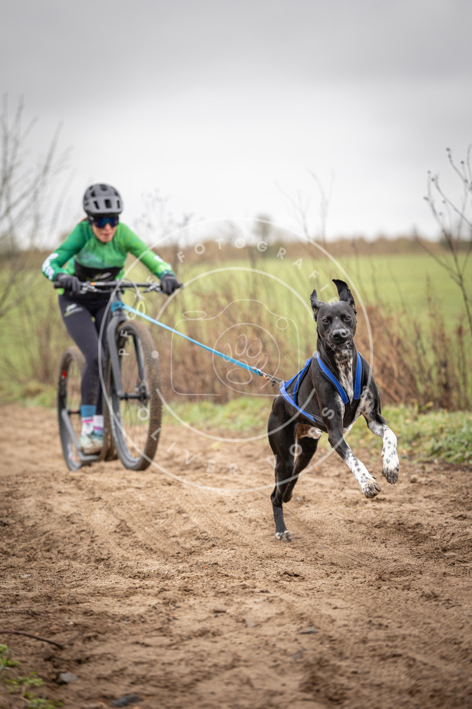 DV3A9183 | Hundefotografie, Tierfotograf, Pfotenfotografie, Fotoshooting Hund, Hunde Portrait, Hundesport, Hundeportraits, Heideshooting, Hunde, Sportfotograf, Hundefotograf, Turnierhundsport, THS,  - Realisiert mit Pictrs.com
