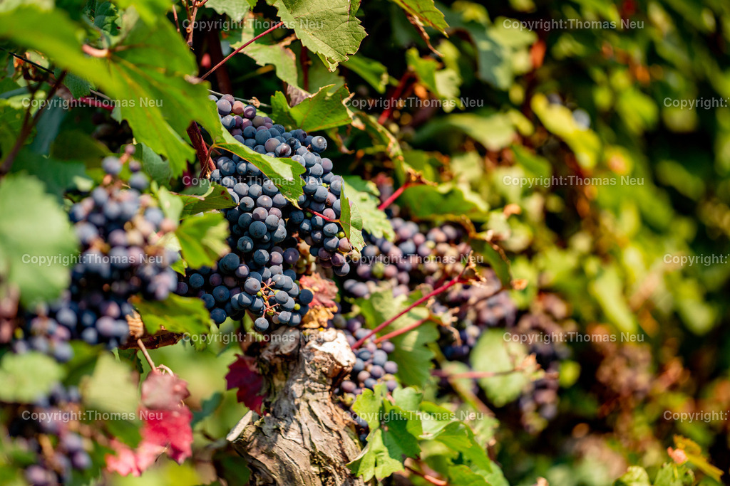DSC_8968 | Hochwertige Fotografien aus Bensheim, der hessischen Bergstraße und dem Odenwald. Stadtansichten, Landschaften und historische Motive von Fotograf Thomas Neu- als Datei und Print erhältlich