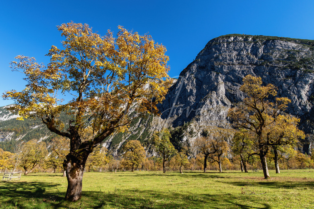 Großer Ahornbod | Herbst am Großen Ahornboden