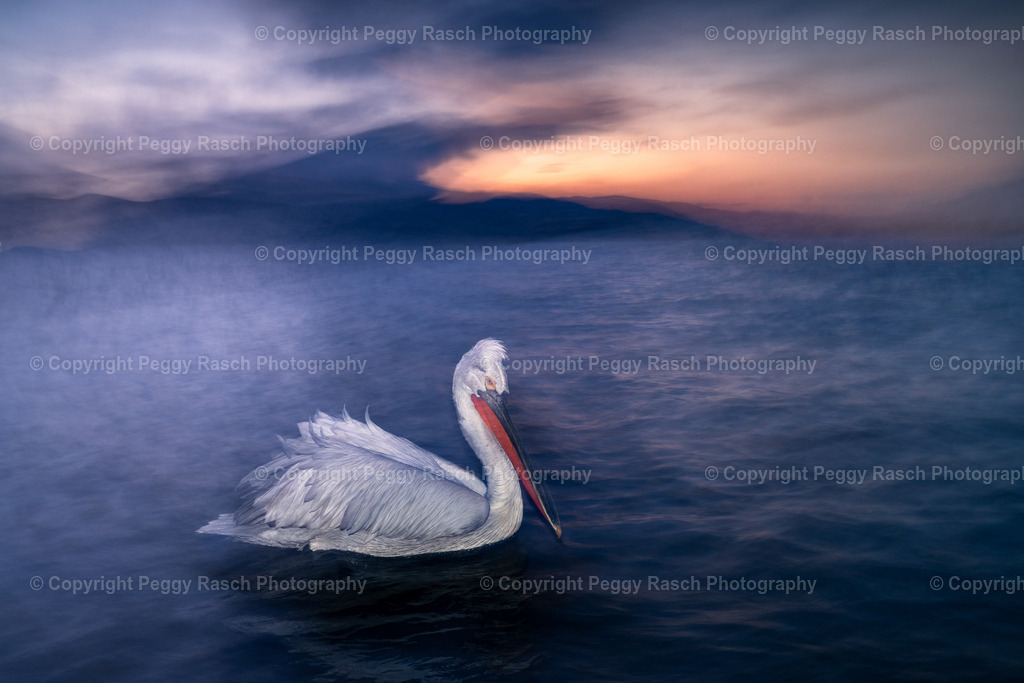 Pelikane_2024_groß6 | PeggyRaschPhotography - Realisiert mit Pictrs.com