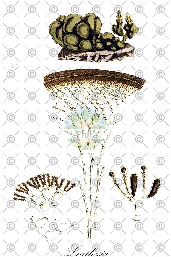 HistAbb_wfo-0001216671_1_ENZY_Simple | Historische Abbildung von Leathesia - Chordariaceae (0) | Historical Illustration of Leathesia - Chordariaceae (0)